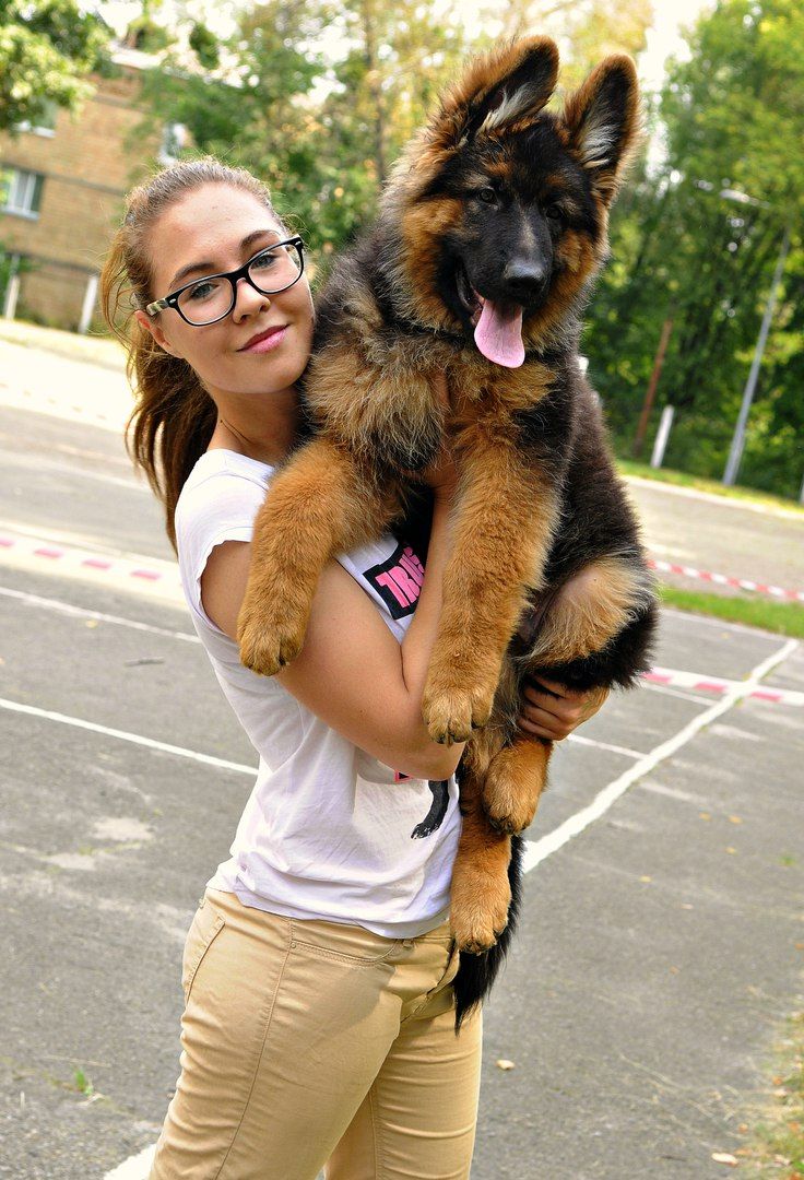 Офіційний розплідник - пропонує цуценят. Німецька вівчарка