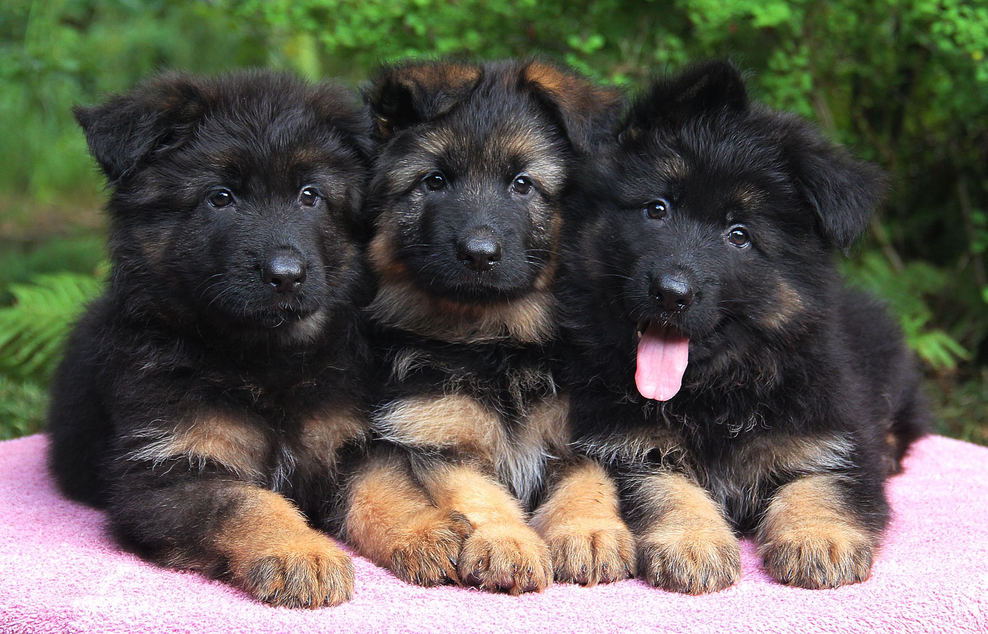 Офіційний розплідник - пропонує цуценят. Німецька вівчарка