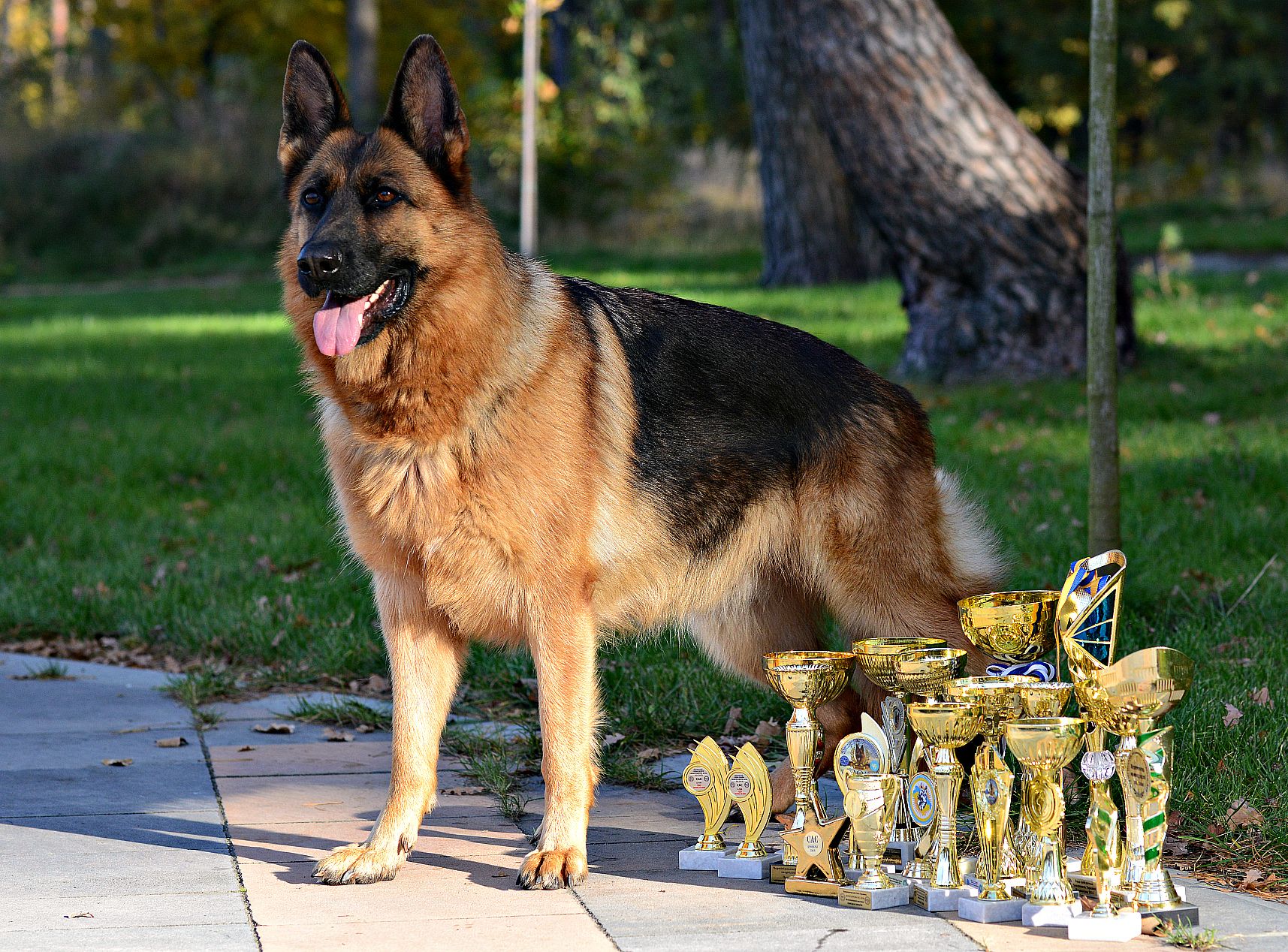 Офіційний розплідник - пропонує цуценят. Німецька вівчарка