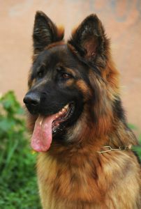 Офіційний розплідник - пропонує цуценят. Німецька вівчарка