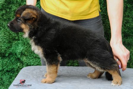 Офіційний розплідник - пропонує цуценят. Німецька вівчарка