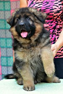 Офіційний розплідник - пропонує цуценят. Німецька вівчарка