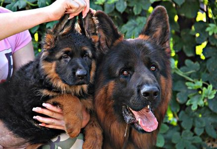 Офіційний розплідник - пропонує цуценят. Німецька вівчарка
