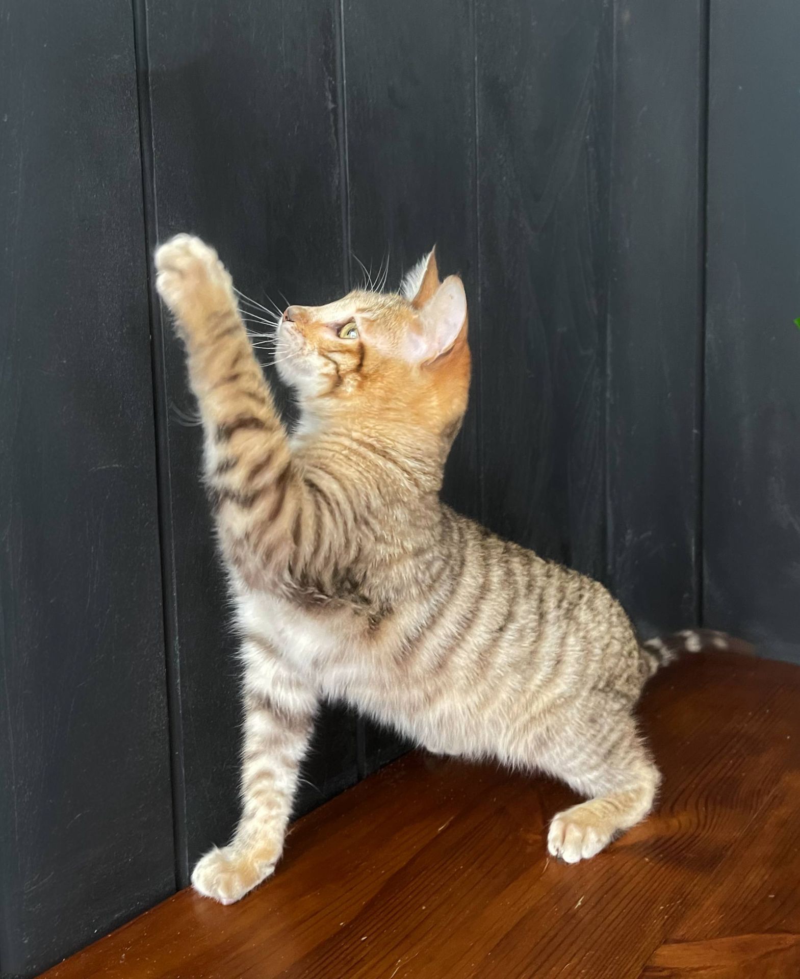 Котик породи Тойгер, Ніс