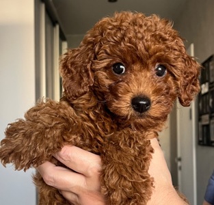 Дівчинка той пудель