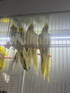 Корела самці, самки