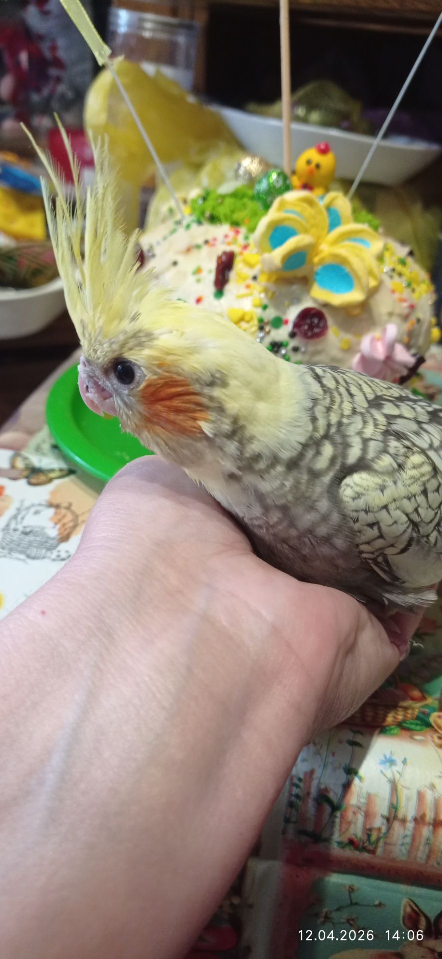 Корела пташеня Карен