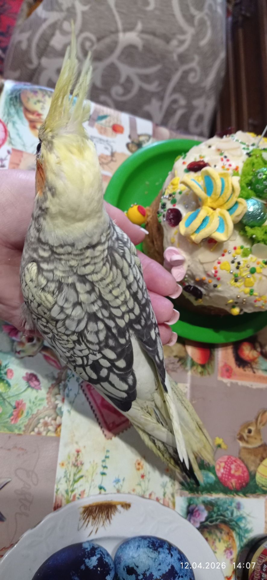 Корела пташеня Карен