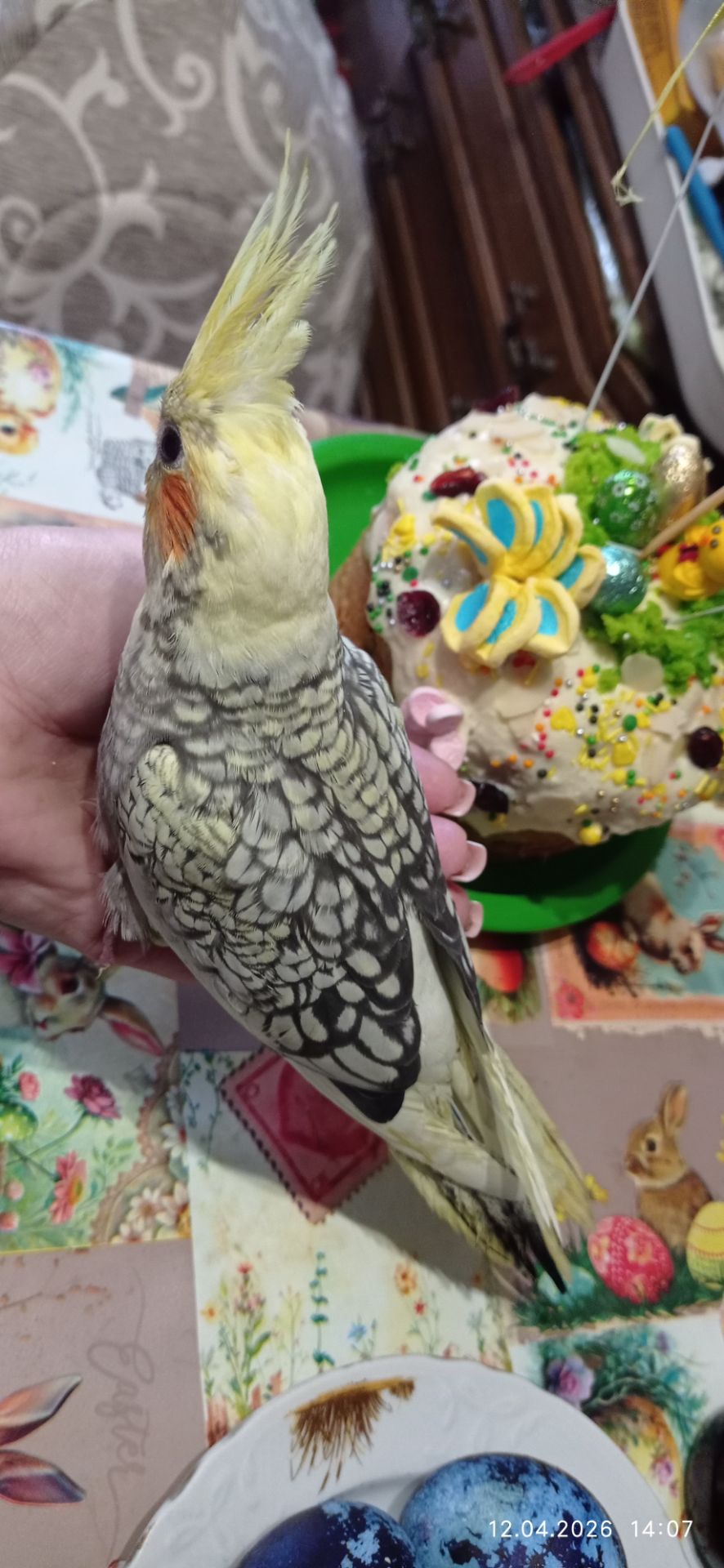 Корела пташеня Карен