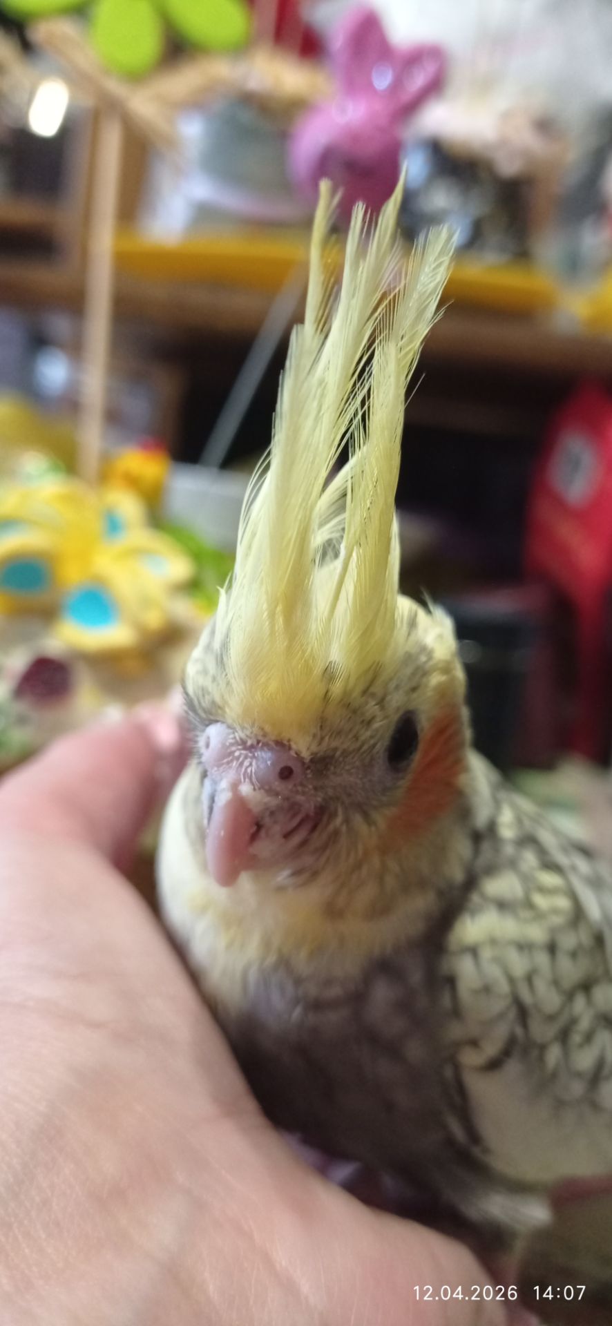 Корела пташеня Карен