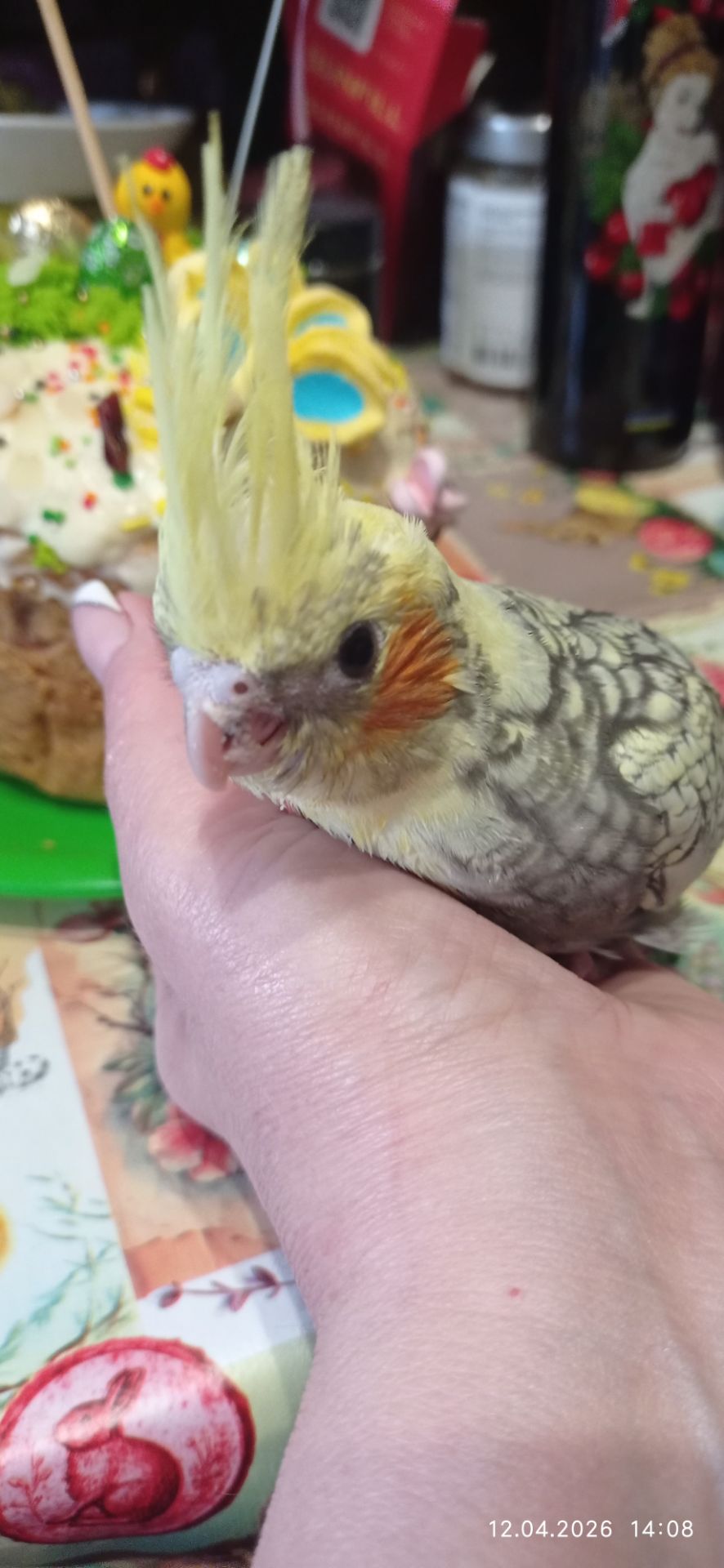 Корела пташеня Карен