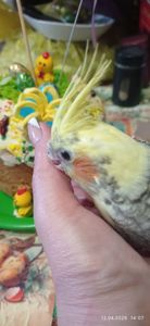 Корела пташеня Карен