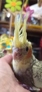 Корела пташеня Карен