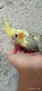 Корела пташеня Карен