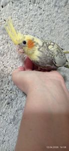 Корела пташеня Карен