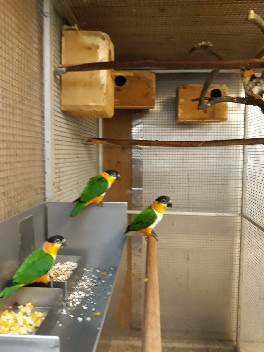 Птенцы 2 месяца попугаи каик, красивые