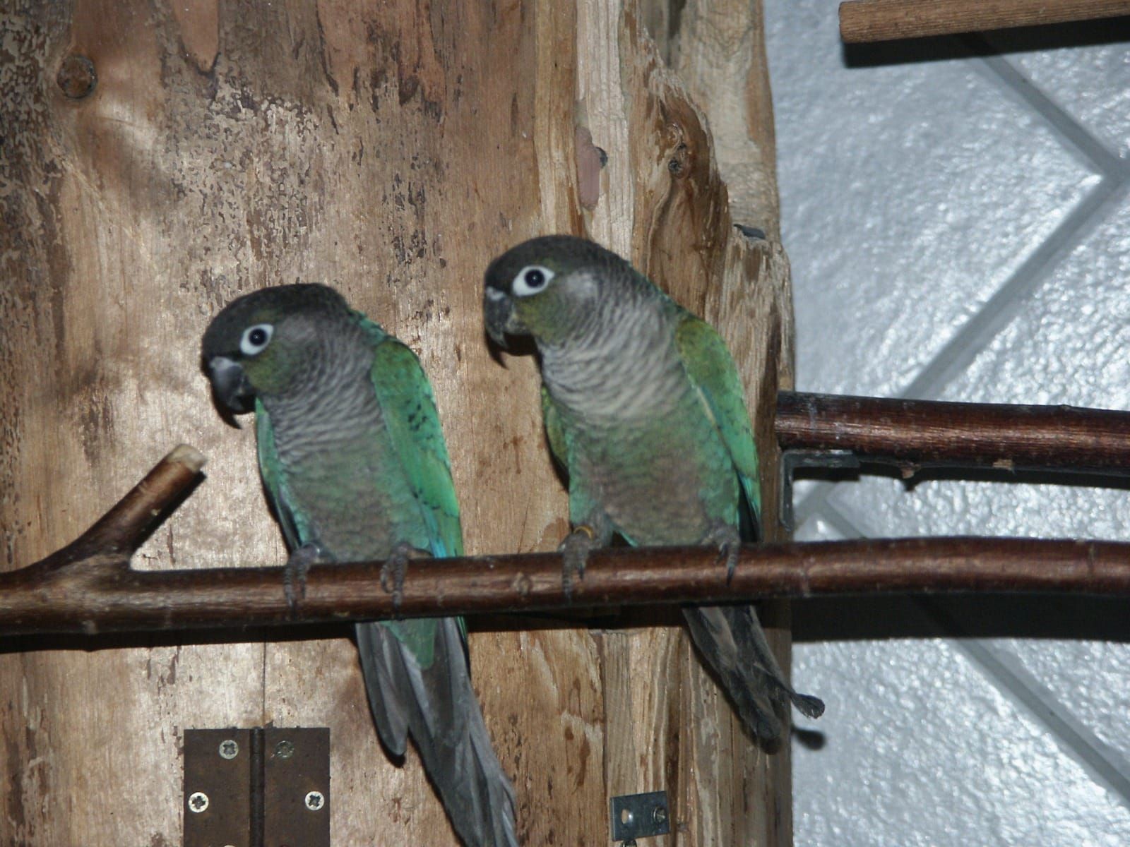 Попугайчик пиррура