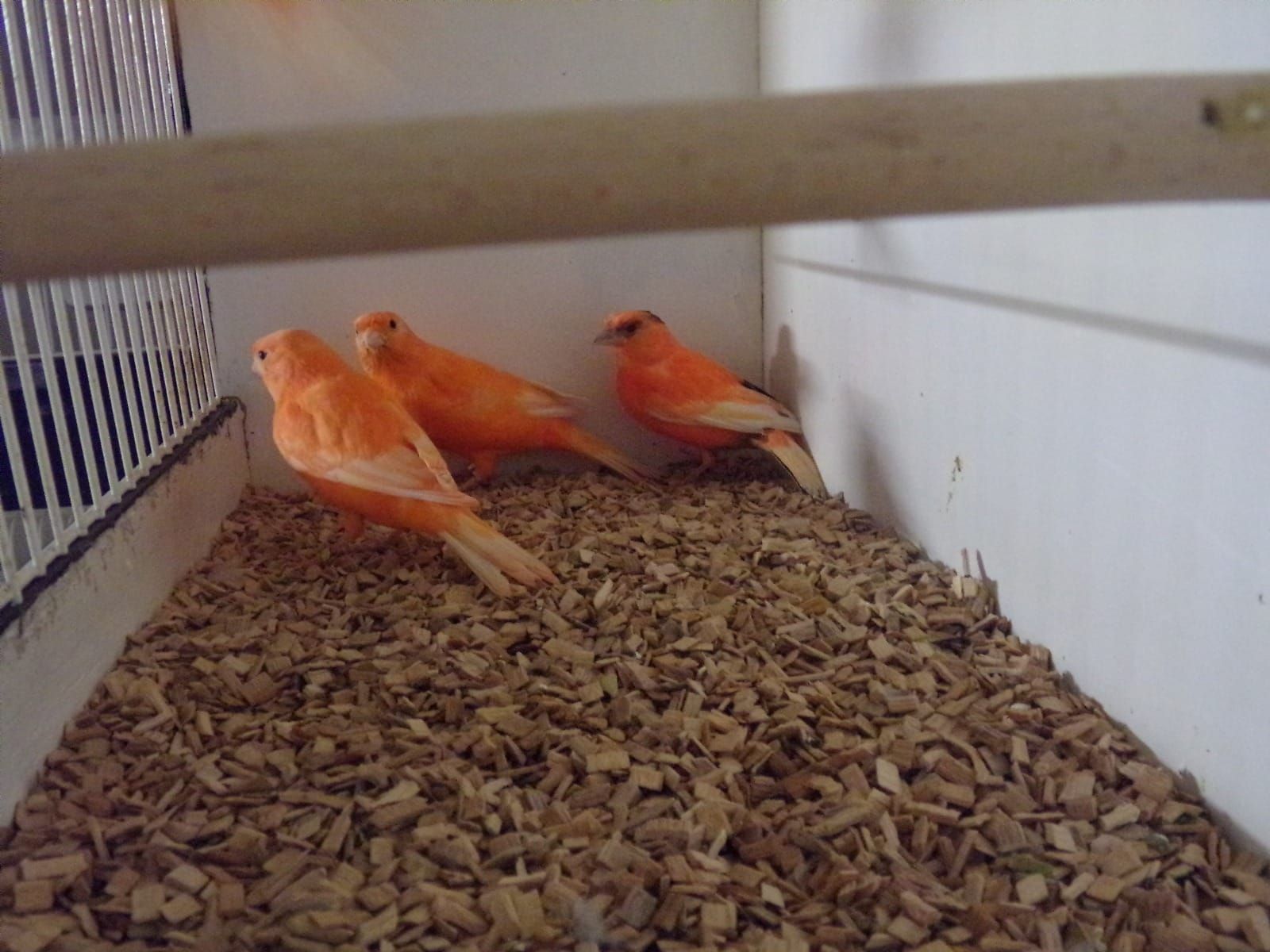 Поющие канарейки и кенари