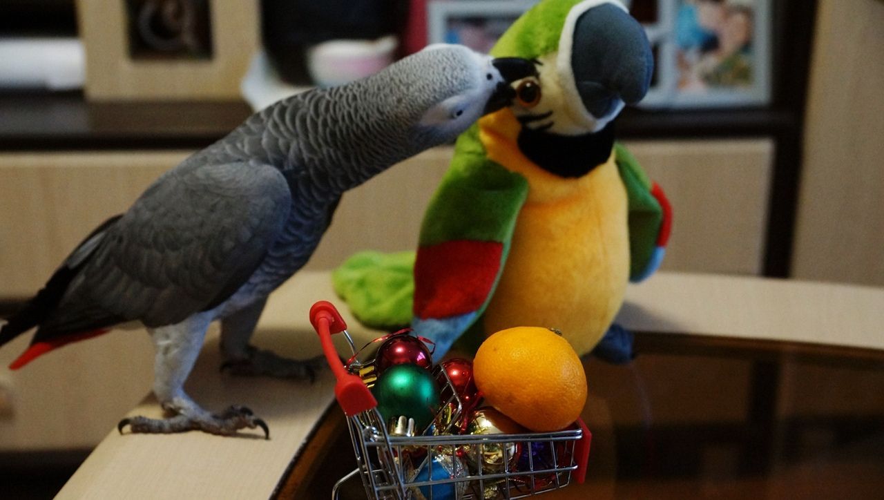 Папужки Жако ручні