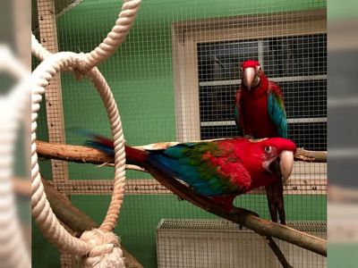 Красные красивые попугаи Ара