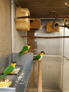 Птенцы 2 месяца попугаи каик, красивые