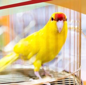 Веселий та активний папуга какарік