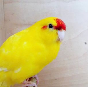 Веселий та активний папуга какарік