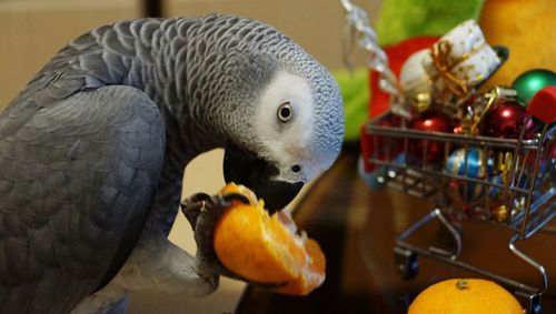 Папужки Жако ручні