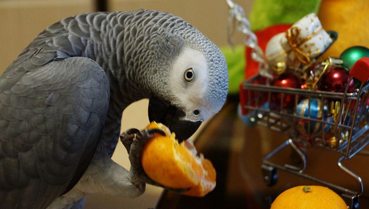 Папужки Жако ручні