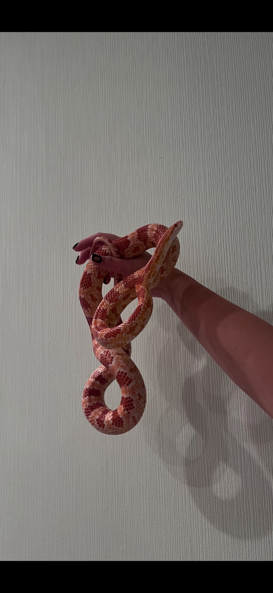 Маїсовий полоз