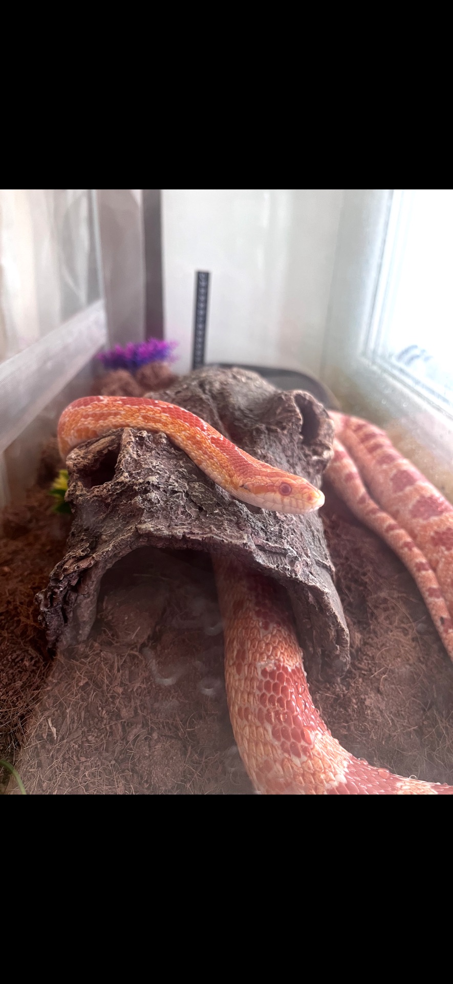 Маїсовий полоз