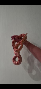 Маїсовий полоз