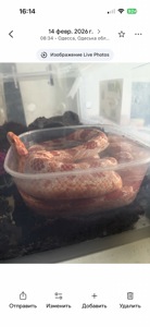 Маїсовий полоз