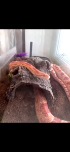 Маїсовий полоз