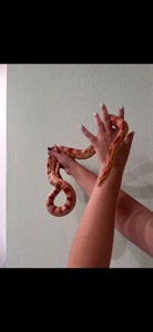 Маїсовий полоз