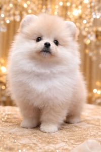 Розкiшний малюк!