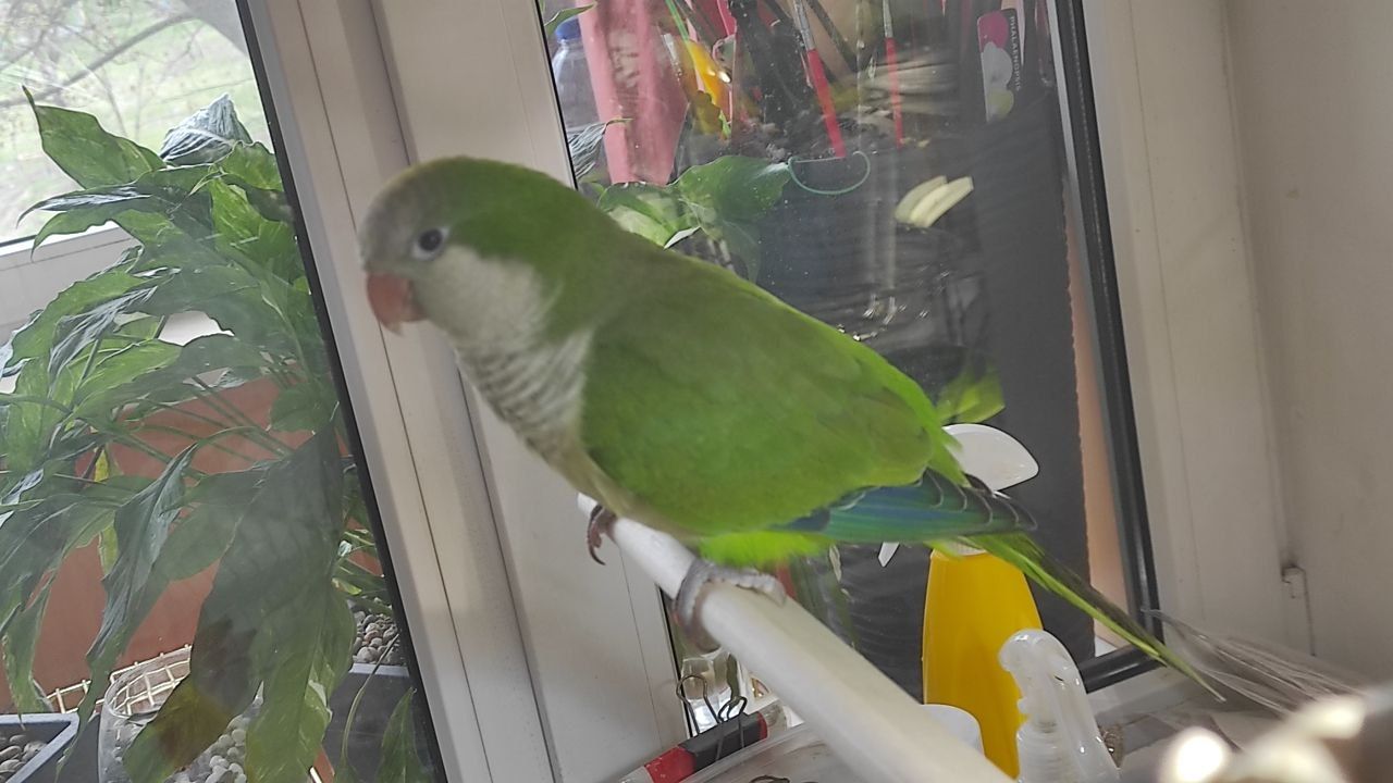 Продам хлопчика каліта квакер монах