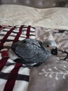 Продам пташенят жако!