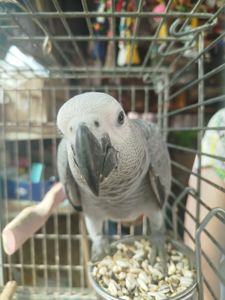 Продам пташенят жако!