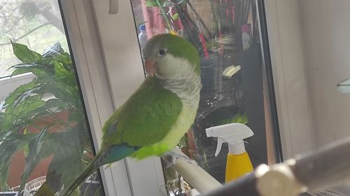 Продам хлопчика каліта квакер монах