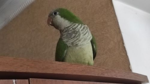 Продам хлопчика каліта квакер монах