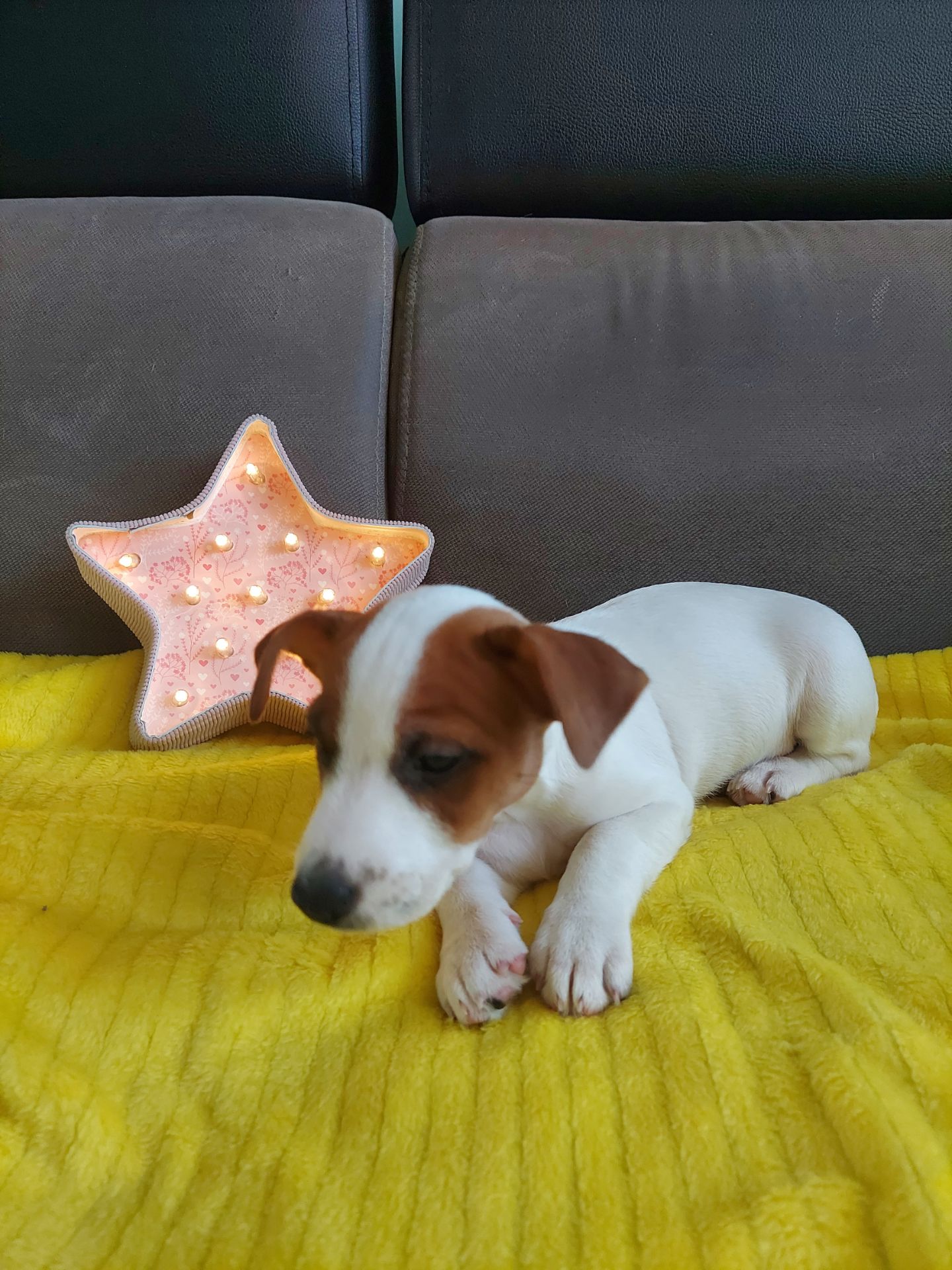 Цуценята Джек рассел тер'єр