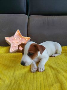 Цуценята Джек рассел тер'єр