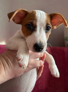 Цуценята Джек рассел тер'єр