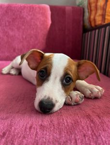 Цуценята Джек рассел тер'єр