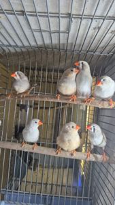 Зеброві та японські амадини