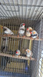 Зеброві та японські амадини