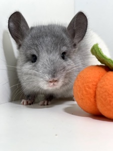 Шикарный ручной малыш шиншиллы Белый эбони носитель голубого бриллианта