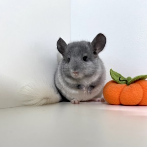 Шикарный ручной малыш шиншиллы Белый эбони носитель голубого бриллианта