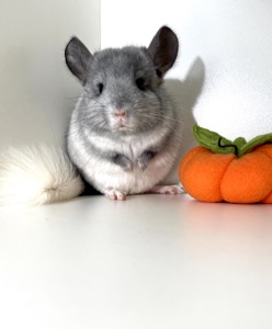 Шикарный ручной малыш шиншиллы Белый эбони носитель голубого бриллианта